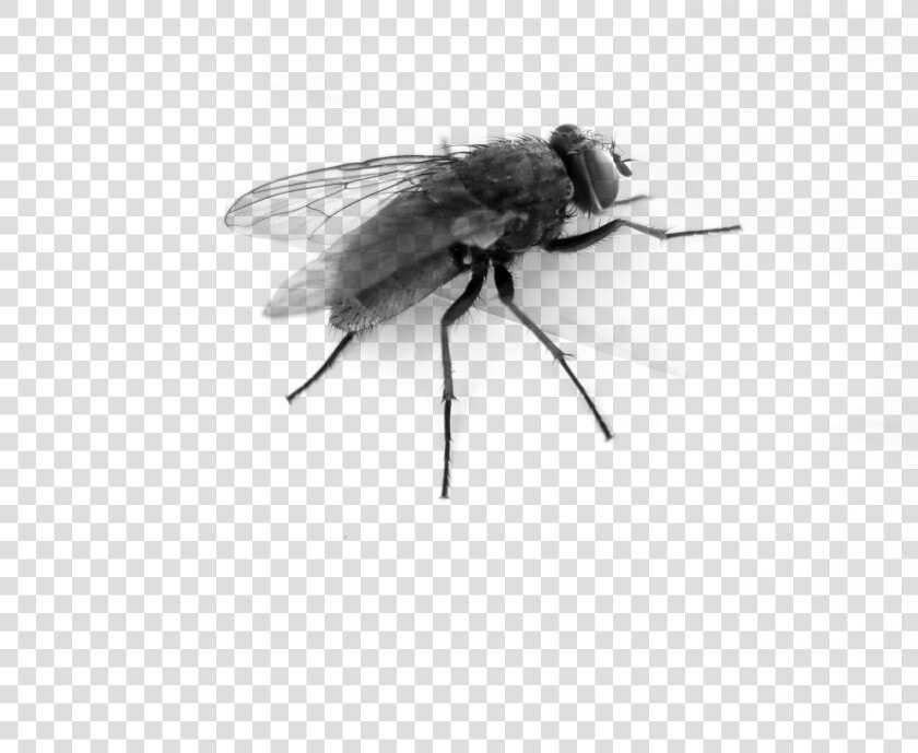 Flying Bug Png Pic   Transparent Background Fly Gif  Png DownloadTransparent PNG