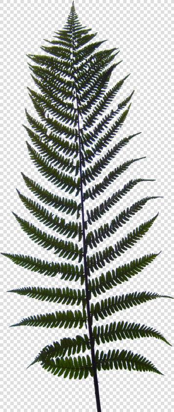 Ostrich Fern  Hd Png Download   Png Download   Fern Texture  Transparent PngTransparent PNG