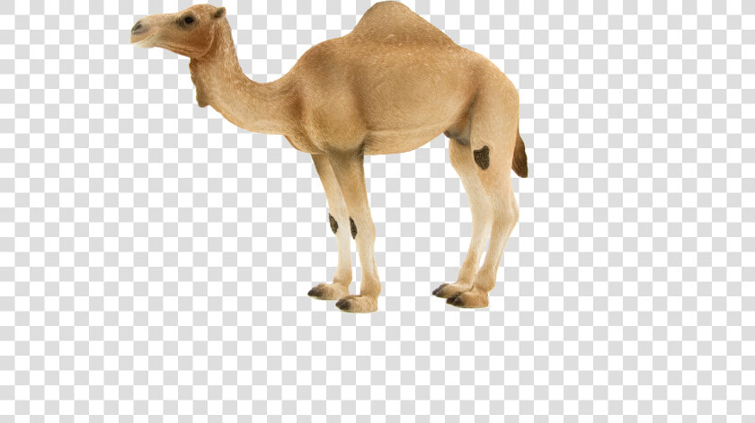 Transparent Camel Png   Camel Schleich Animals  Png DownloadTransparent PNG