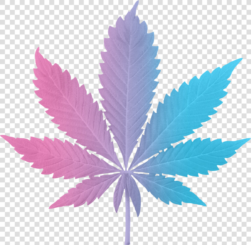 Paradiso Gardens Indica Hybrid Leaf  HD Png DownloadTransparent PNG