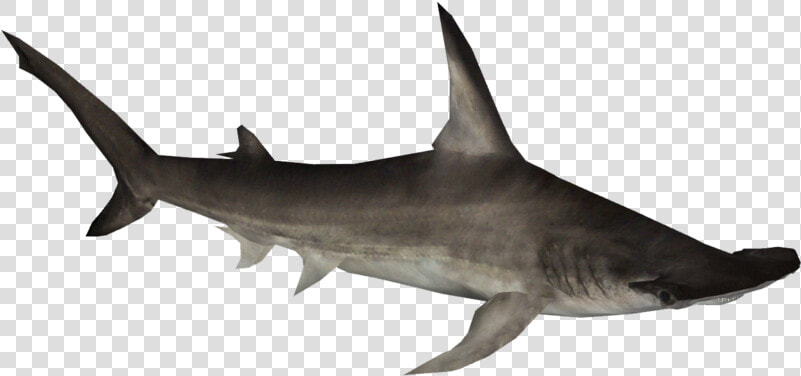 Great Hammerhead Shark   Great Hammerhead  HD Png DownloadTransparent PNG