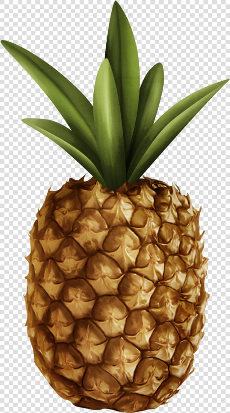 Pineapple Png Clipart   Pineapple  Transparent PngTransparent PNG
