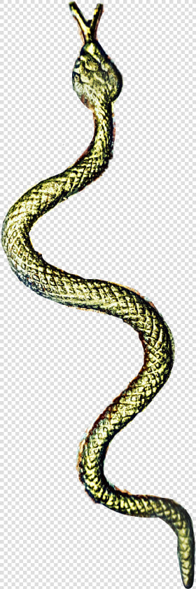  snake   Serpent  HD Png DownloadTransparent PNG