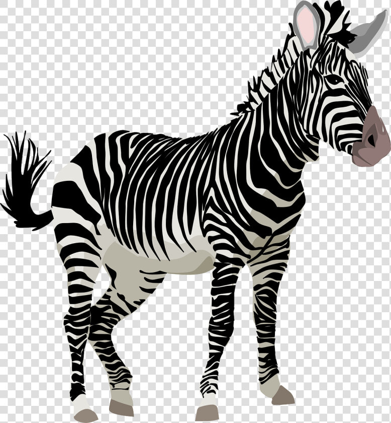 Zebra  África  Animal  Safari  Jardim Zoológico   Zebra Transparent  HD Png DownloadTransparent PNG