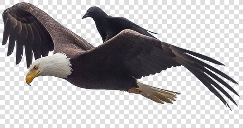 They See Me Rollin Crow  HD Png DownloadTransparent PNG