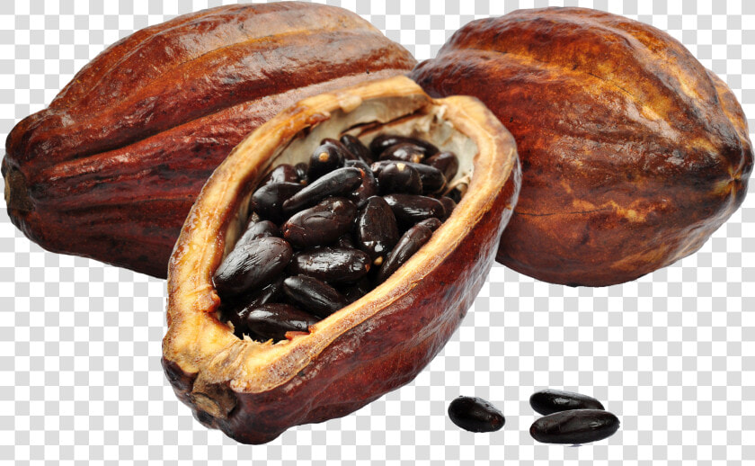 Cacao Png  Transparent PngTransparent PNG