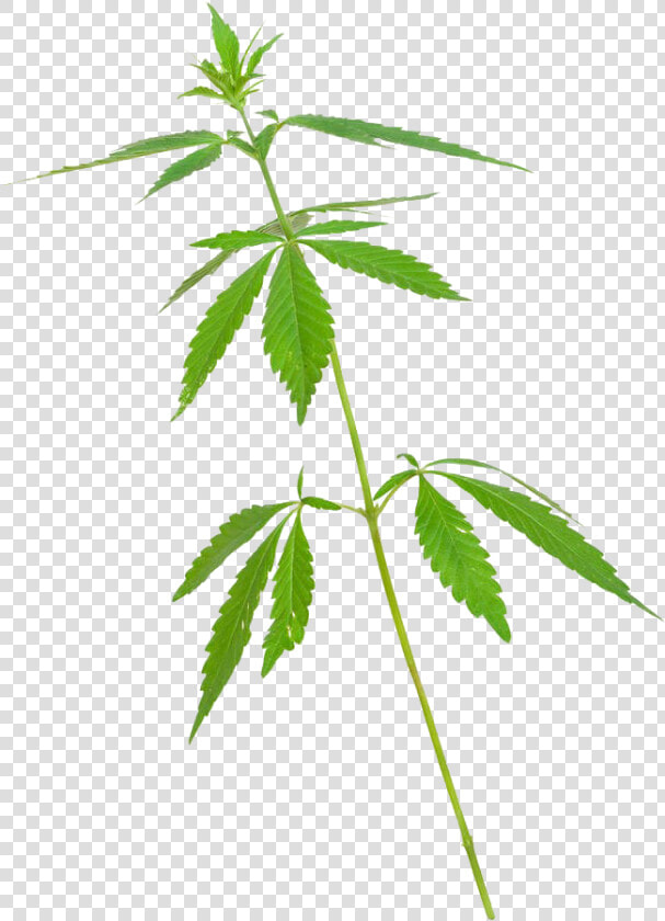 Maconha De 5 Folhas  HD Png DownloadTransparent PNG