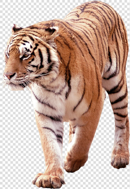 Tiger Png Free Download Searchpng   South China Tiger Png  Transparent PngTransparent PNG