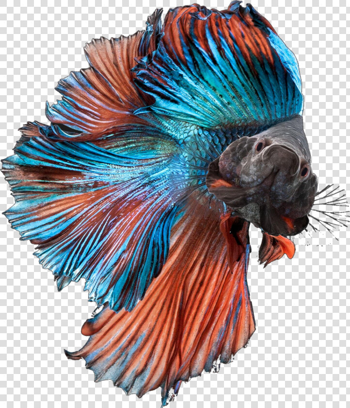 Betta Fish Bettasplendens Bettafish Blue Orange Fancy   Transparent Betta Fish Png  Png DownloadTransparent PNG