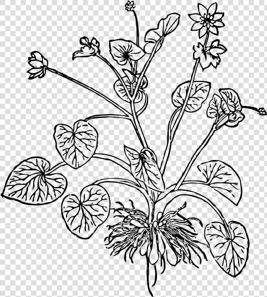 Lesser Celandine   Lesser Celandine Drawing  HD Png DownloadTransparent PNG
