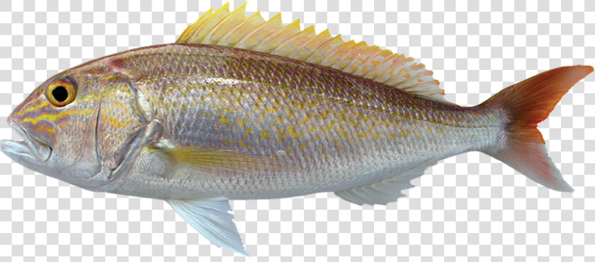 Oily Fish  HD Png DownloadTransparent PNG