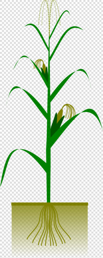 Maize Plant Svg Clip Arts   Corn Plant Vector Free  HD Png DownloadTransparent PNG