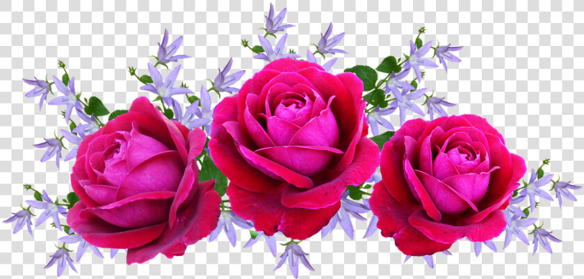 Roses  Red  David Austin  Floral  Arrangement   Arranjo De Rosa Png  Transparent PngTransparent PNG