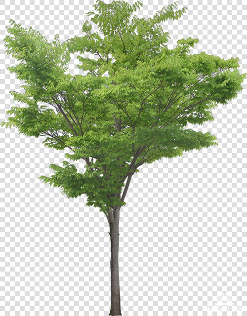Southern Magnolia Tree Plant Clip Art   Honey Locust Tree Png  Transparent PngTransparent PNG