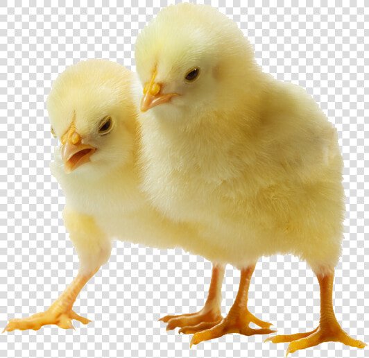 Chick Png Images Transparent Free Download   Chicken Chicks Transparent Background  Png DownloadTransparent PNG