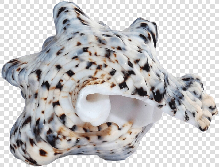 Ocean Sea Shell   Shell  HD Png DownloadTransparent PNG