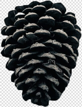 Conifer Cone  HD Png DownloadTransparent PNG