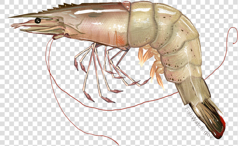 Shrimps Png Photo   White Shrimp  Transparent PngTransparent PNG