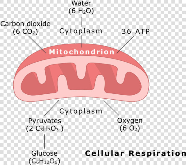 Mitochondrion Undergoing Cellular Respiration Animation  HD Png DownloadTransparent PNG