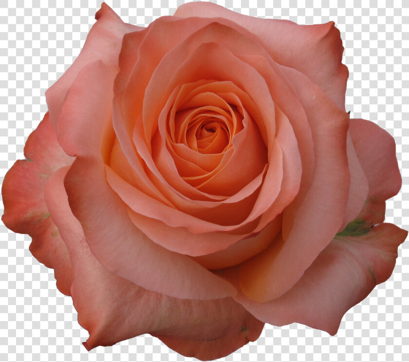 Black And White Stock Coral Flower Png For Free Download   Portable Network Graphics  Transparent PngTransparent PNG