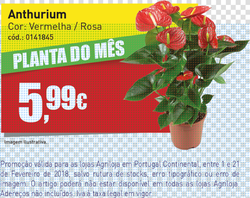 Banner Website Agril   Anthurium  HD Png DownloadTransparent PNG