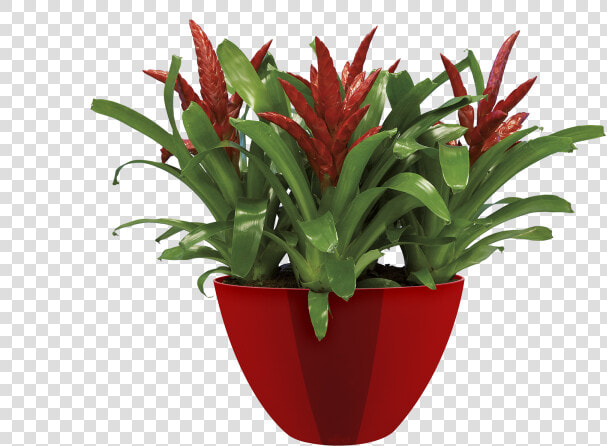 Pot De Fleur En Boule  HD Png DownloadTransparent PNG