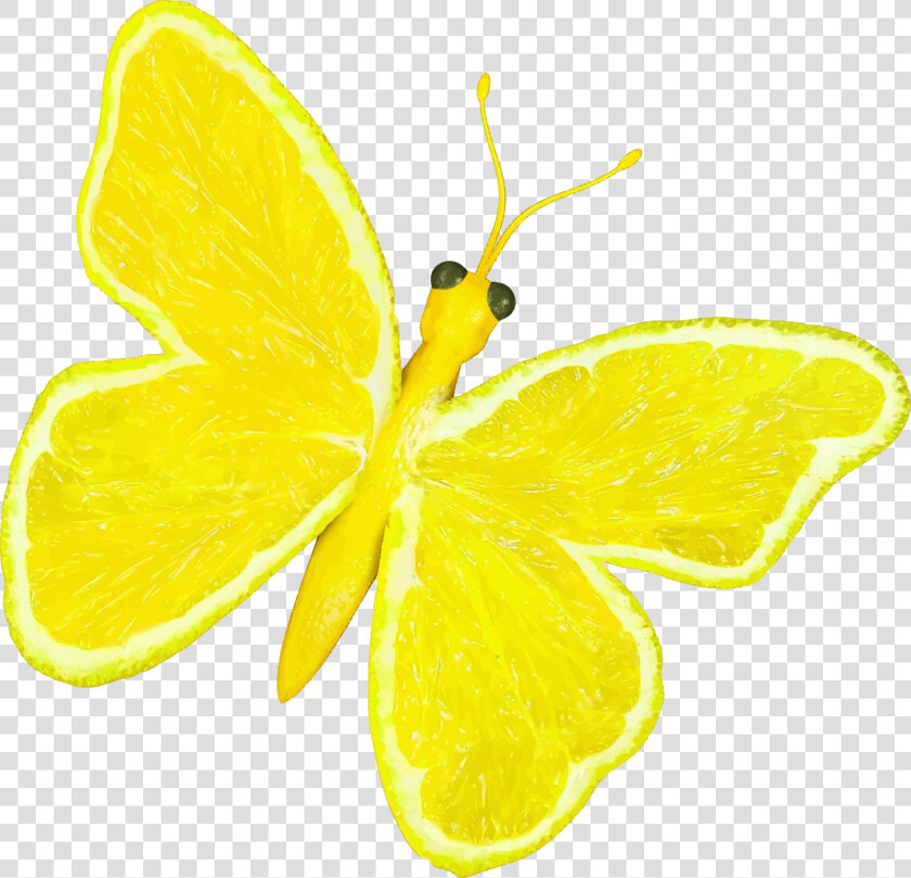 Citrus Fruit Butterfly Clip Arts   Lemon Butterfly  HD Png DownloadTransparent PNG
