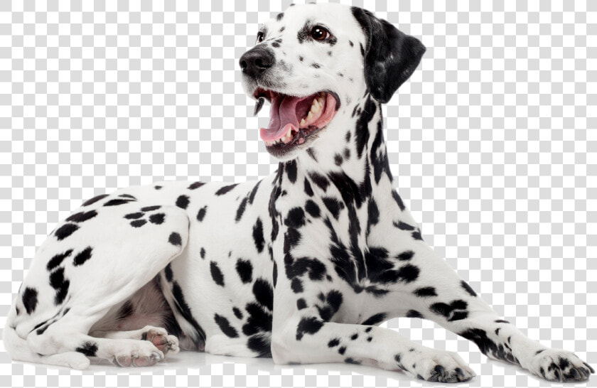Dalmatian   Dalmatian Dog  HD Png DownloadTransparent PNG