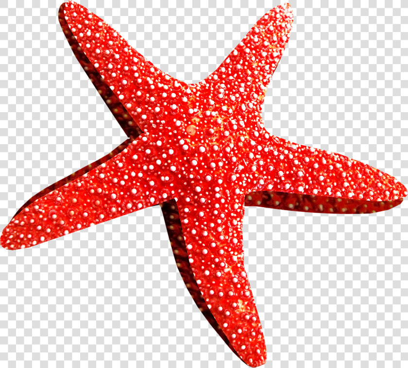 Estrellas De Mar Rojo  HD Png DownloadTransparent PNG
