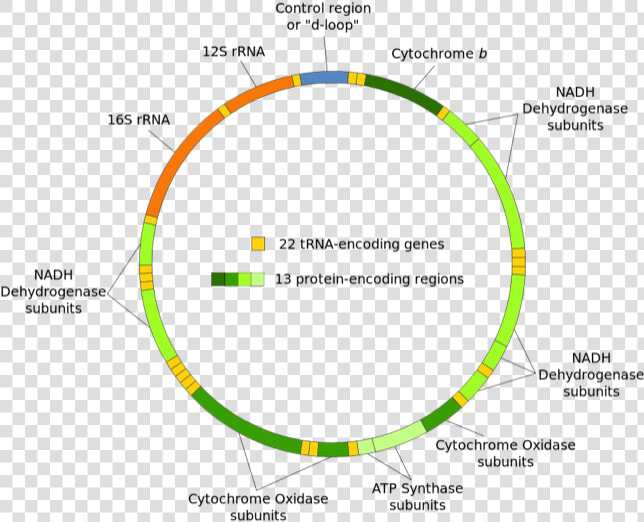 Diagram Of Mitochondrial Dna   Mitochondrial Dna  HD Png DownloadTransparent PNG