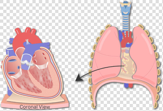 Section Of The Heart Wall Animation Slide   Wall Of Heart Hd Anatomy  HD Png DownloadTransparent PNG