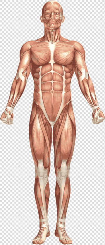 Rotación Interna O Externa  HD Png DownloadTransparent PNG