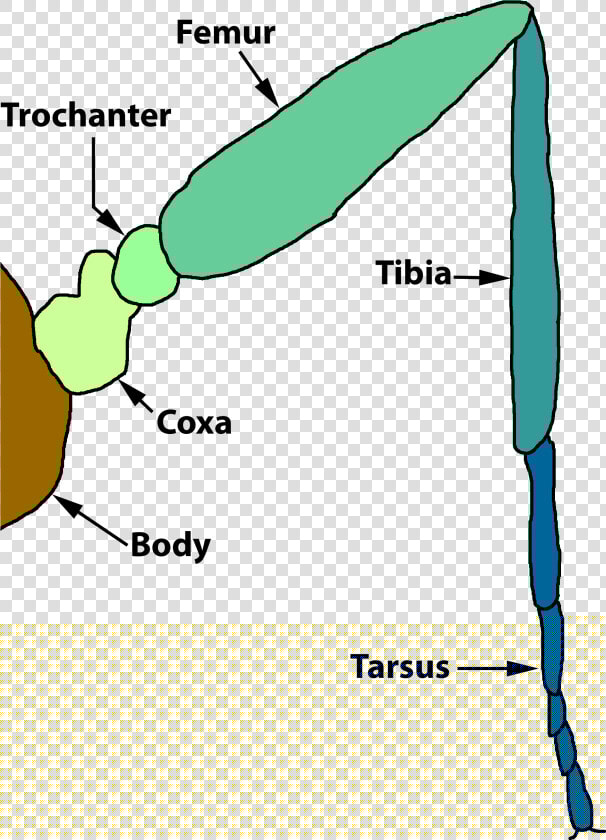 File   Insectleg   Pindli Meaning In Urdu  HD Png DownloadTransparent PNG