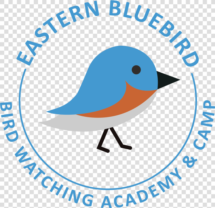 Mountain Bluebird  HD Png DownloadTransparent PNG
