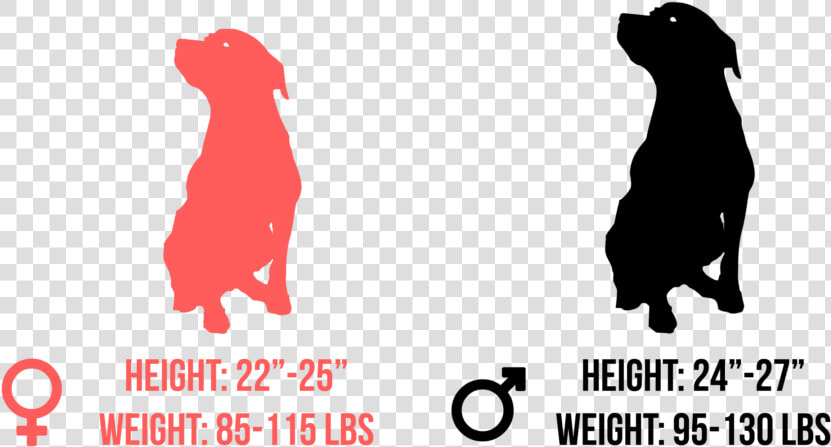 Rottweiler   Guard Dog  HD Png DownloadTransparent PNG