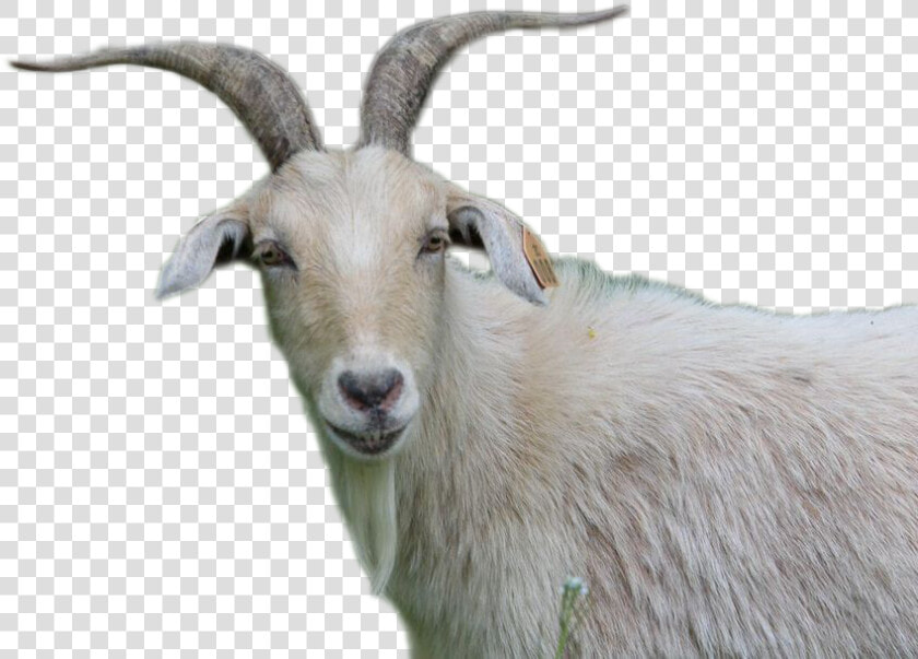 Goat Png Image   Goat  Transparent PngTransparent PNG
