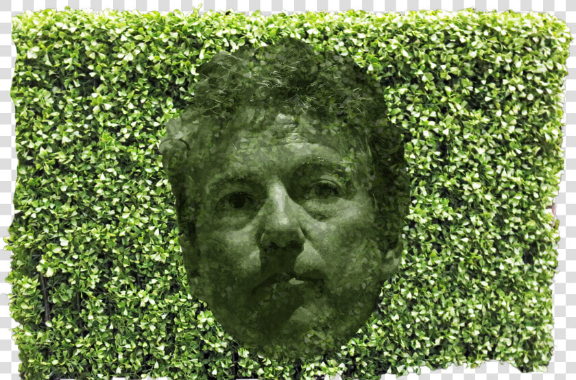 Paul Hedge   Transparent Hedge  HD Png DownloadTransparent PNG