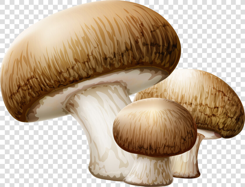 Mushroom Clipart Collection   Mushrooms Png  Transparent PngTransparent PNG