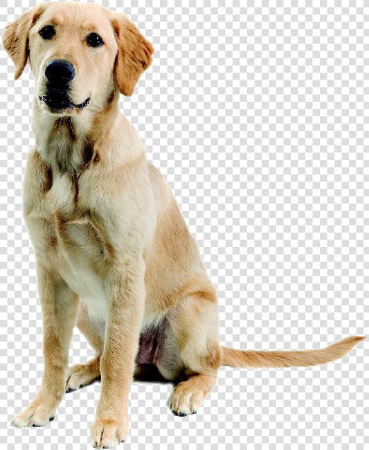 Abandoned Dog Png Image   Mischling Labrador Golden Retriever  Transparent PngTransparent PNG