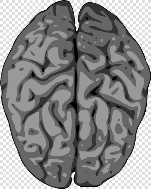 I M With Stupid Heart And Brain   Transparent Cartoons   Grey Brain Clipart  HD Png DownloadTransparent PNG