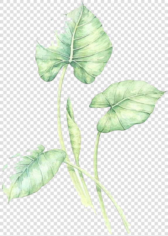 Watercolor Leaves Green Free Png Hq Clipart   Anthurium  Transparent PngTransparent PNG