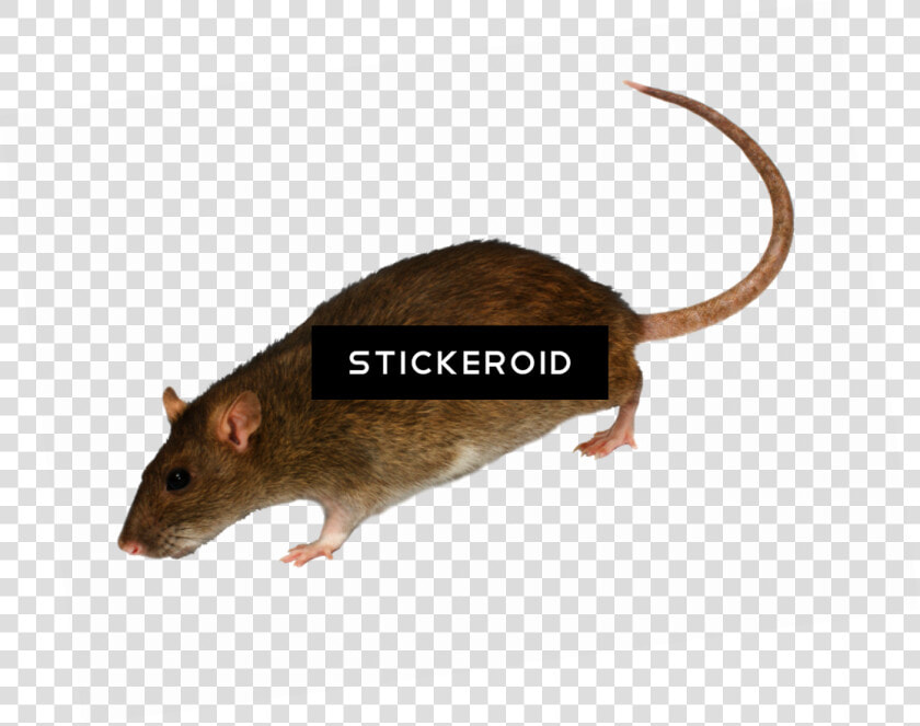 Marsh Rice Rat   Png Download  Transparent PngTransparent PNG