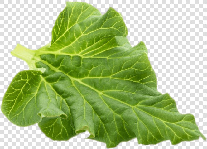 Rhubarb Leaf  HD Png DownloadTransparent PNG