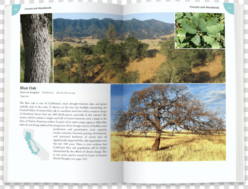 Blue Oak   California Plants A Guide To Our Iconic Flora  HD Png DownloadTransparent PNG