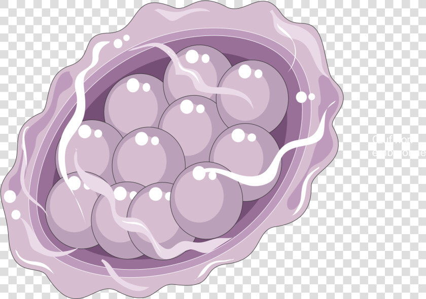 Ascaris Lumbricoïdes Egg   Blackberry  HD Png DownloadTransparent PNG