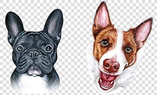 Boston Terrier French Bulldog Dog Breed   French Bulldog  HD Png DownloadTransparent PNG