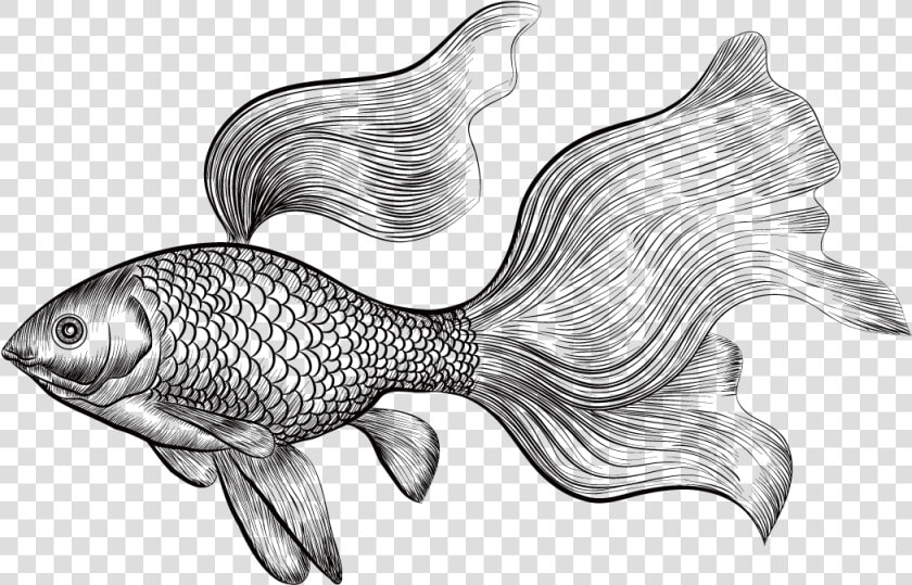 Betta Drawing At Getdrawings   Engraved Illustration Gold Fish  HD Png DownloadTransparent PNG