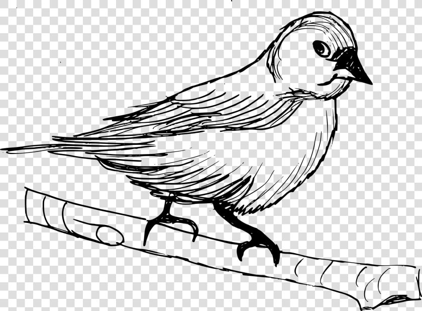 Finch  HD Png DownloadTransparent PNG