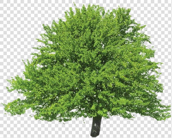 Evergreen Png Clipart   Tulip Tree Png  Transparent PngTransparent PNG
