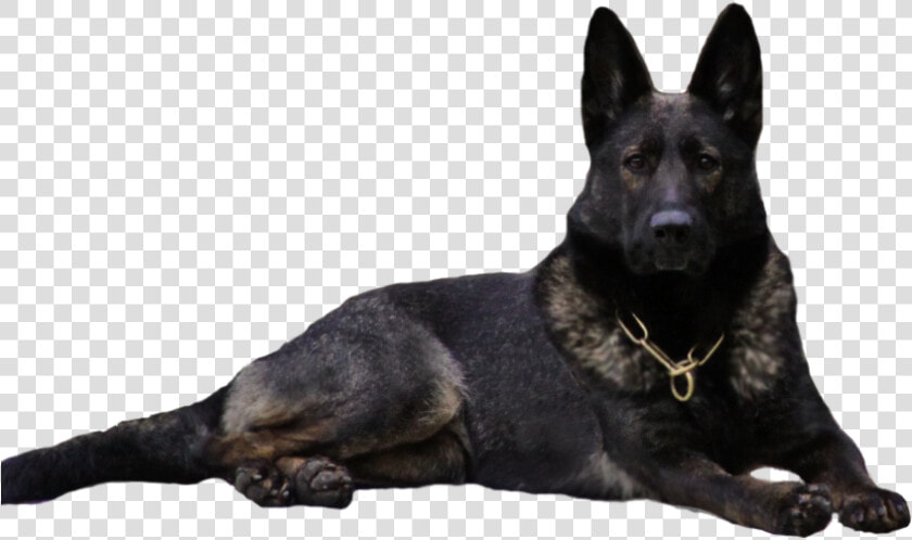 Clip Art Waldkonig K German Dogs   Black German Shepherd Dog Clipart  HD Png DownloadTransparent PNG